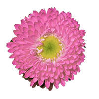Qty of Pink Aster Matsumoto For Delivery to Chesterfield, Missouri