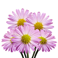 (OC) Aster Pink 6 Bunches For Delivery to Shreveport, Louisiana