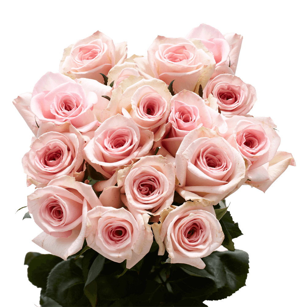 Pink Beautiful Roses