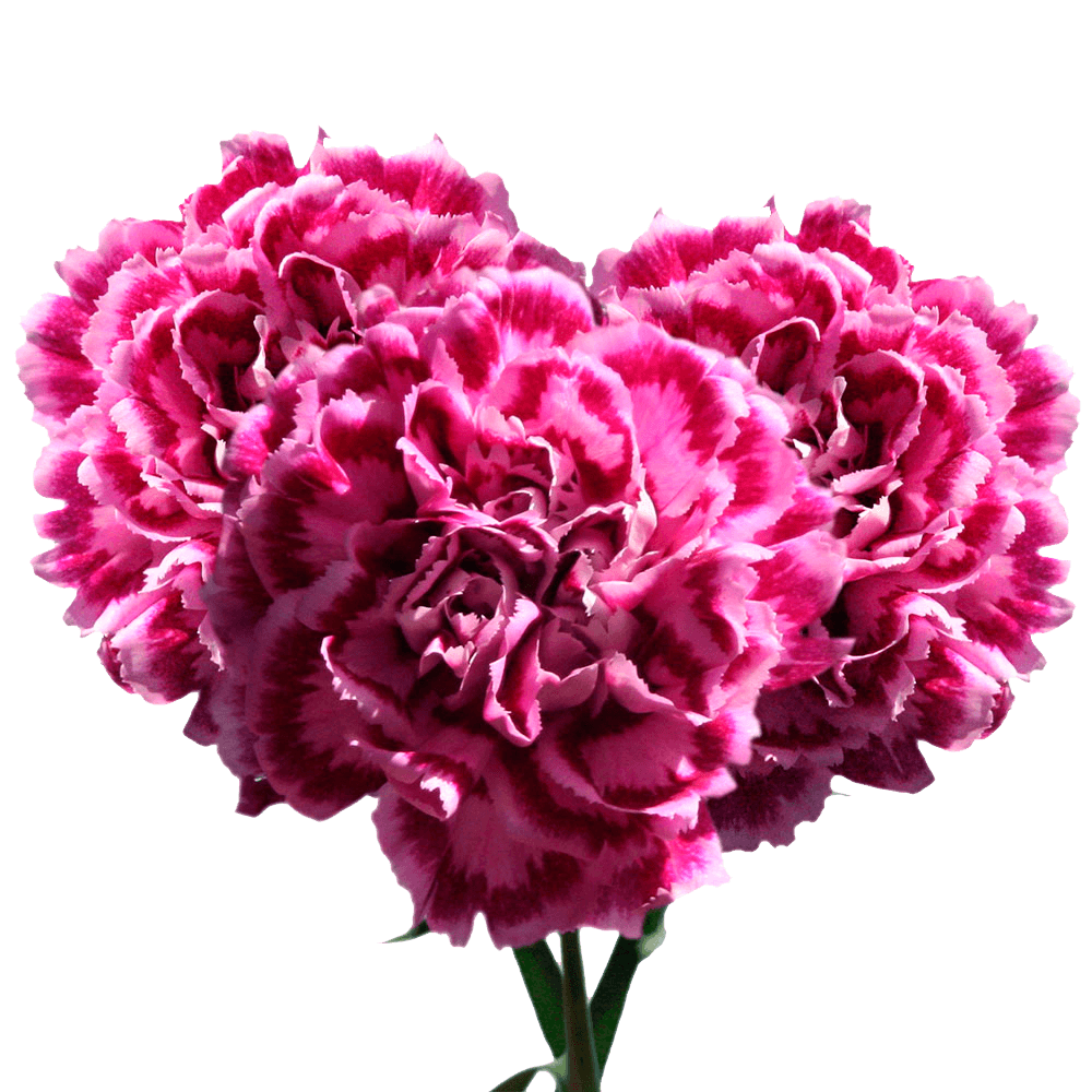 Pink Carnation Bouquets Wholesale Cheap Carnation Flowers