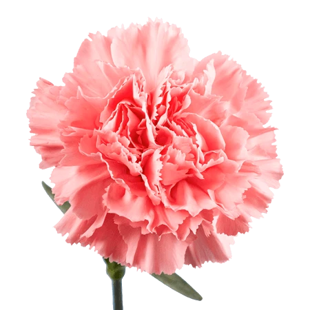CARN-PINK