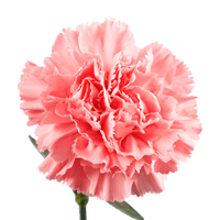 Qty of Pink Carnations For Delivery to Champaign, Illinois