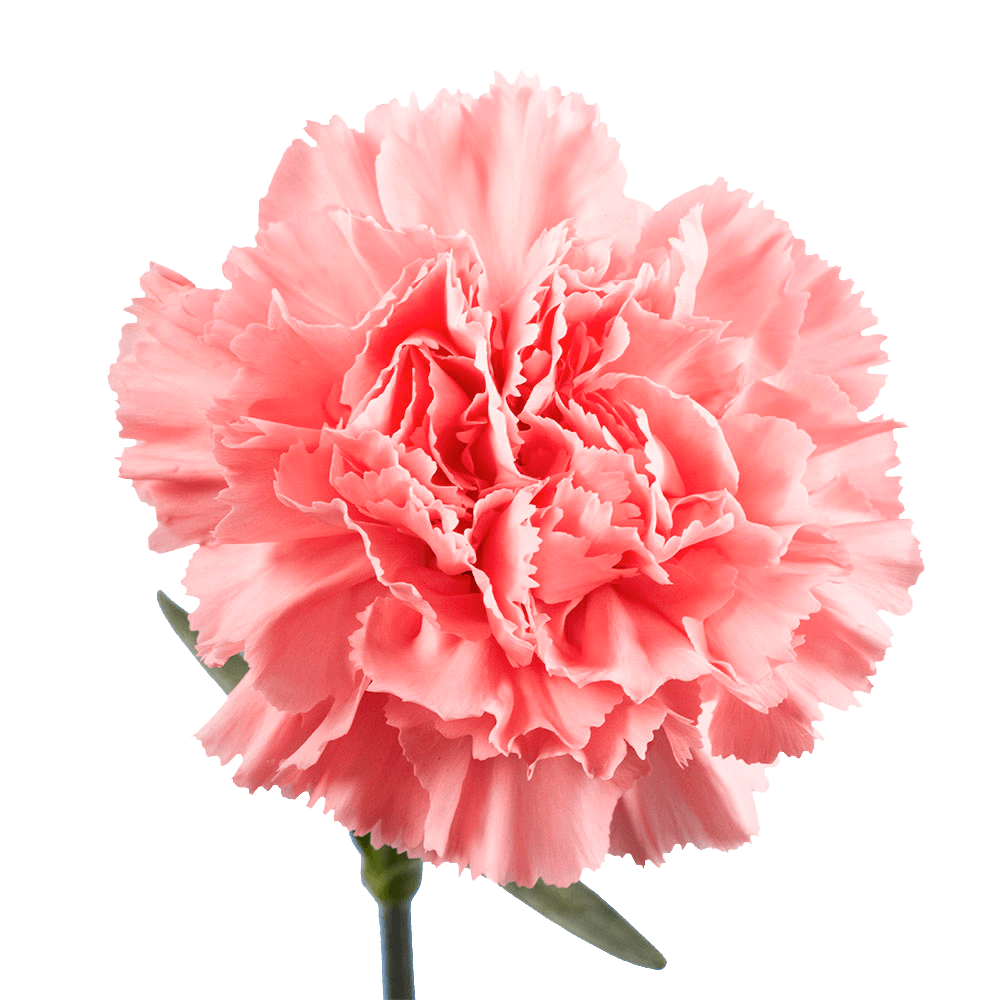 Qty of Pink Carnations For Delivery to Ontario, California