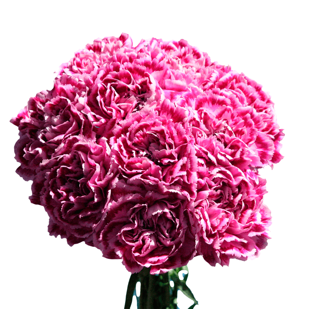 Pink Carnations Lowest Prices Carnation Flowers For Sale