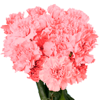 Qty of Pink Carnations For Delivery to Hamilton, Ohio