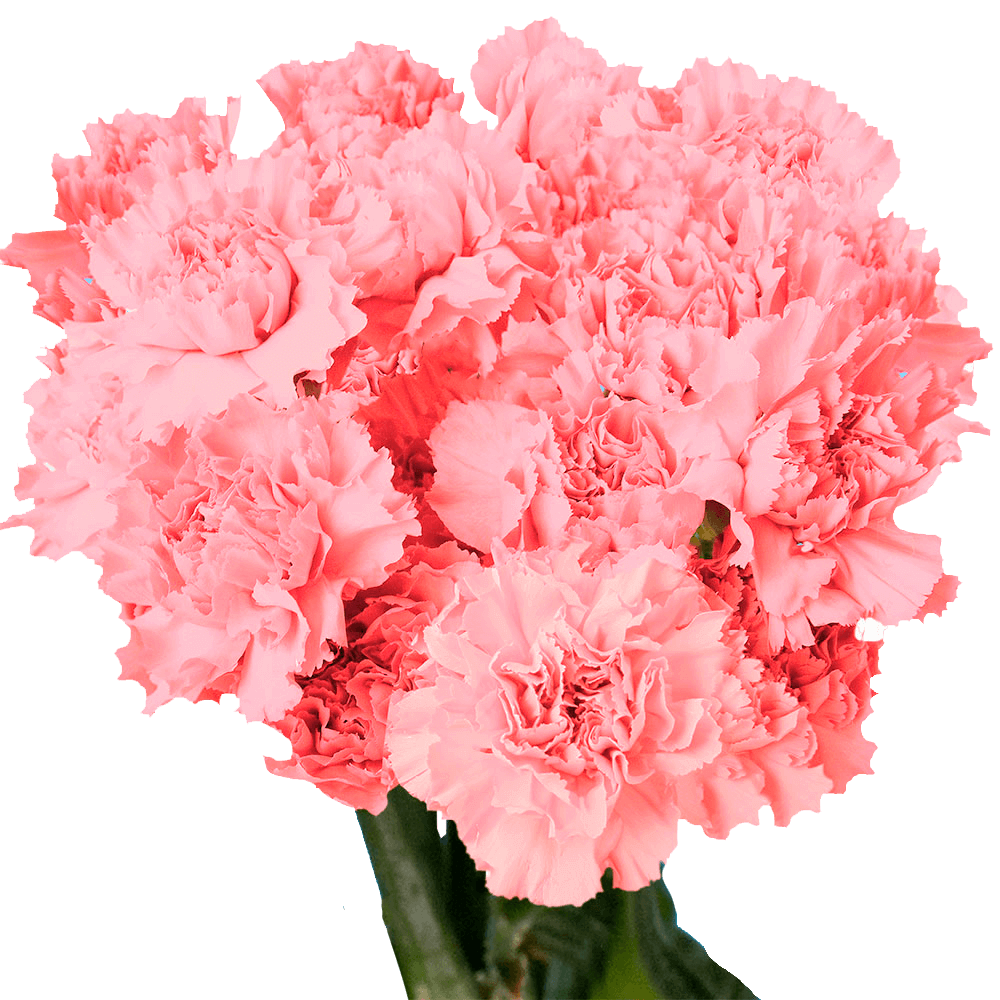 Qty of Pink Carnations For Delivery to Coeur_D_Alene, Idaho