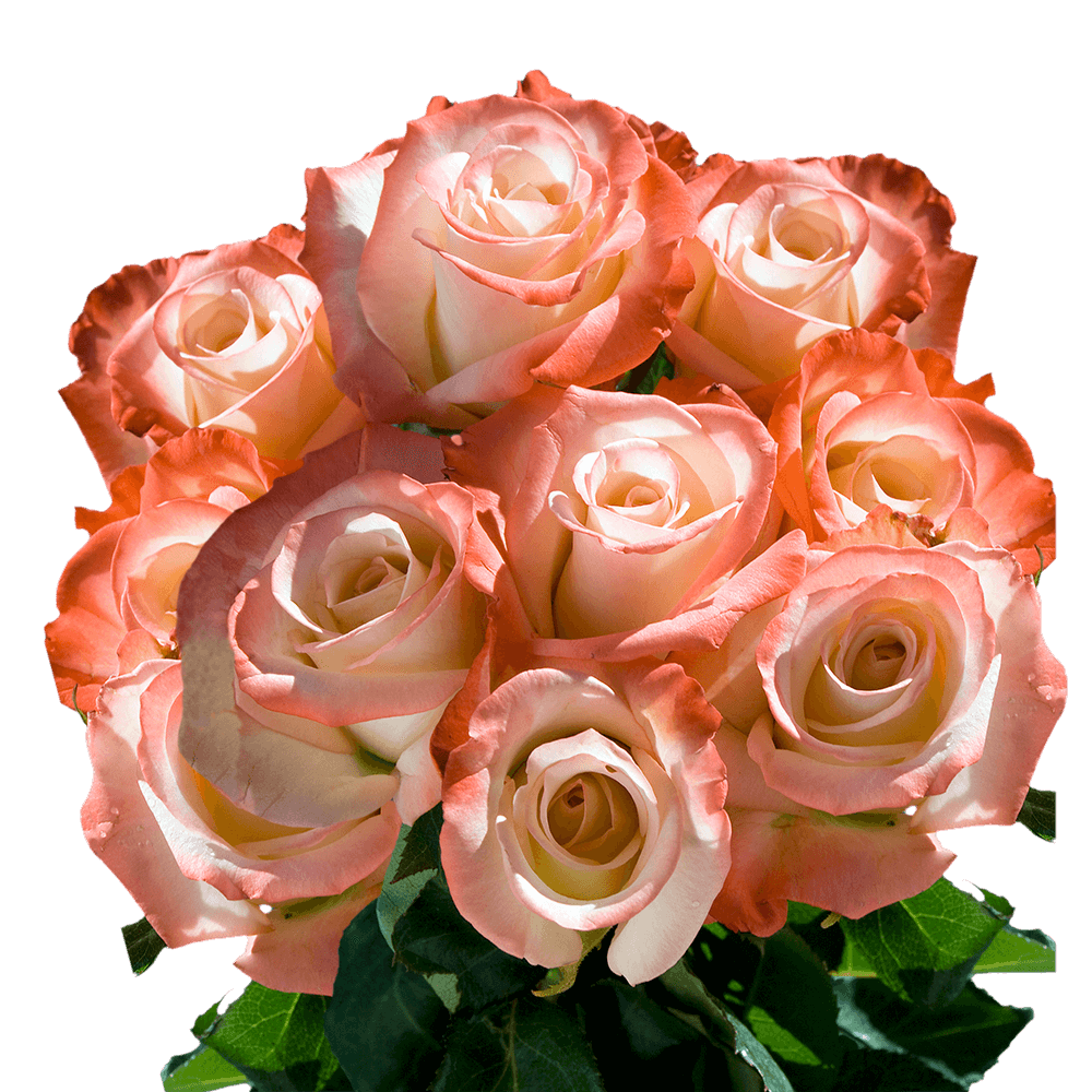 Pink Cream Cut Roses