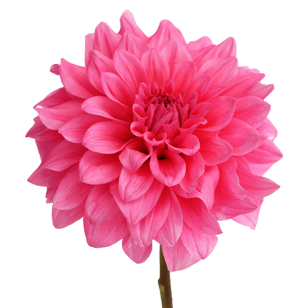 Qty Dahlias Pink Quartz For Delivery to Meridian, Mississippi