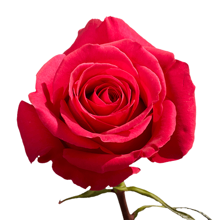hot-pink