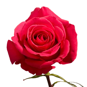 hot-pink