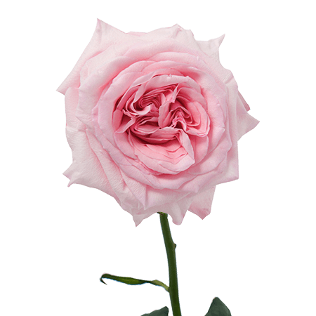 72 Pink O'Hara Garden Roses