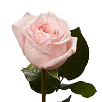 (OC) Garden Rose Pink Ohara 36 For Delivery to Lansing, Michigan