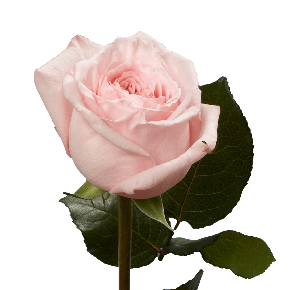 Pink Garden Roses Wholesale Online Flowers