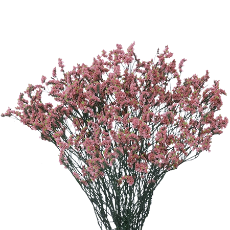 PINKLIMONIUM