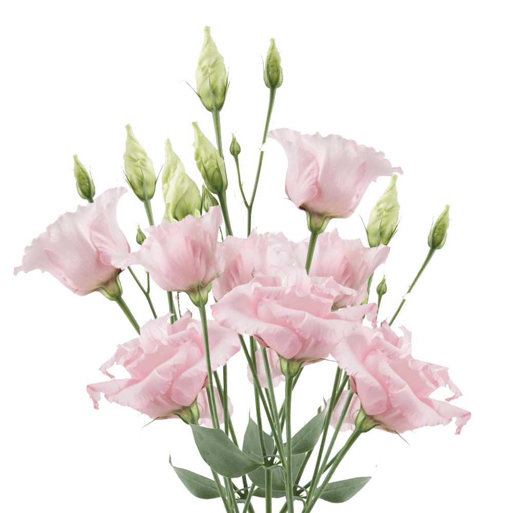 Qty of Pink Lisianthus For Delivery to Brazil, Indiana