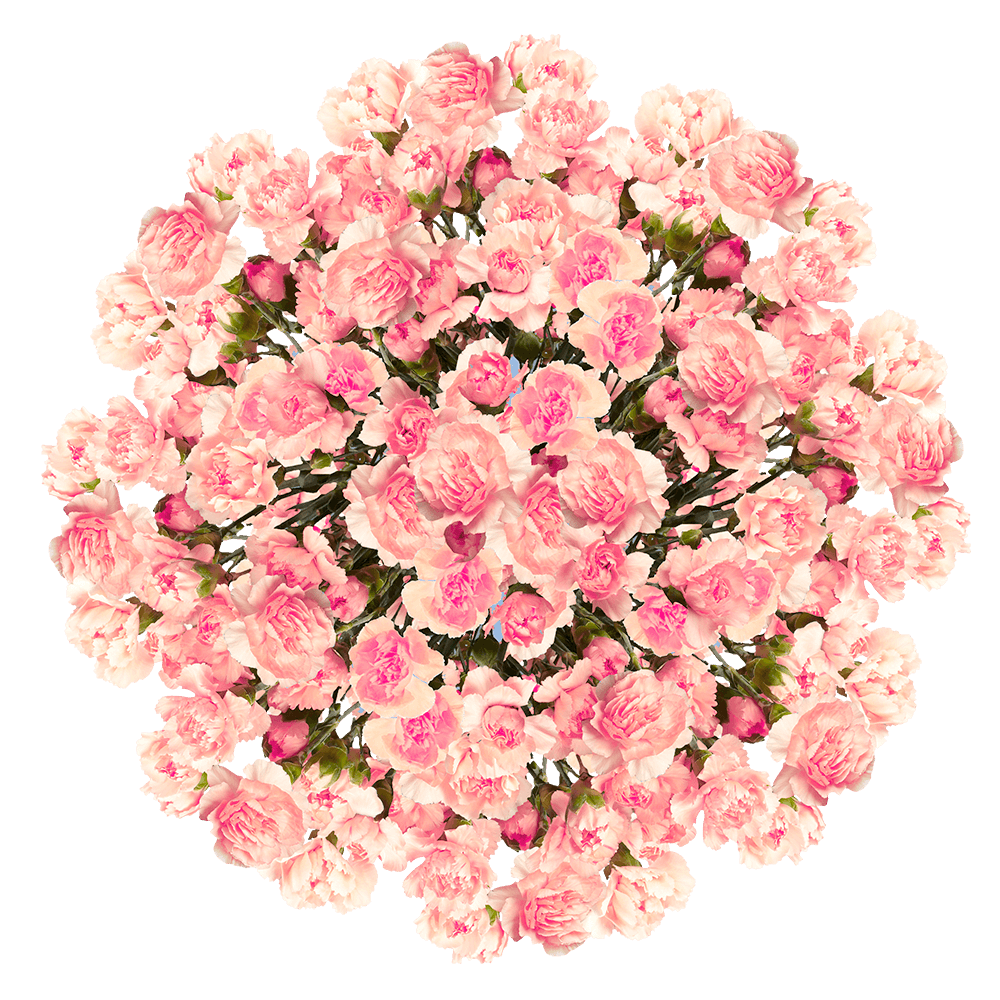 Pink Mini Carnations Discounted