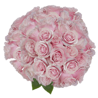 (QB) Rose Long Pink Mondial 75 Stems For Delivery to Yukon, Oklahoma