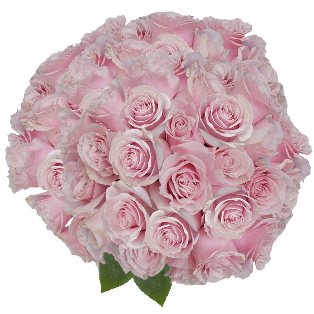 Pink Mondial Roses Flower Delivery