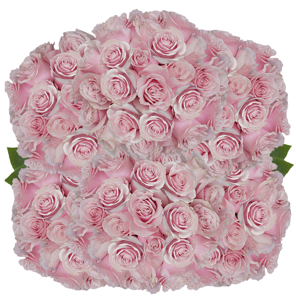 Pink Mondial Roses Flowers For Sale Online