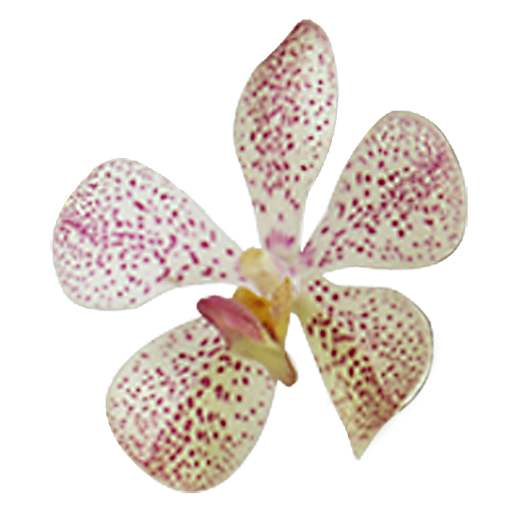 Pink Orchid Cheapest Flowers To Buy Online