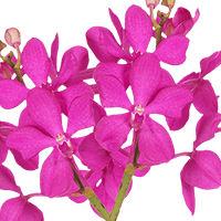 Orchids Pink Calypso 80 Stems (HB) For Delivery to Latham, New_York