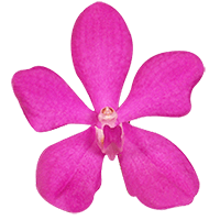 Orchids Pink Calypso 40 Stems (OC) For Delivery to Mississippi