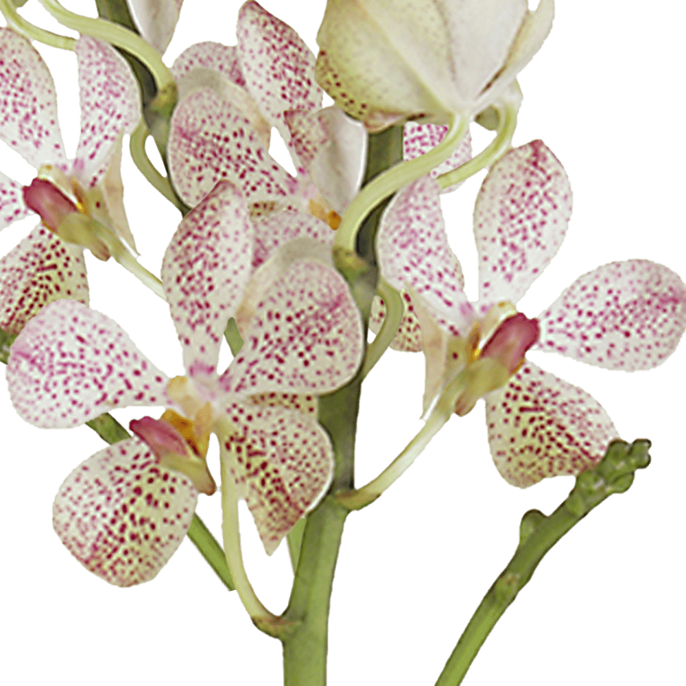 Pink Orchids Online Free Flower Delivery