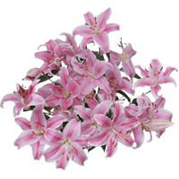 (OC) Oriental Lilies Pink 2 Bunches For Delivery to Concord, North_Carolina