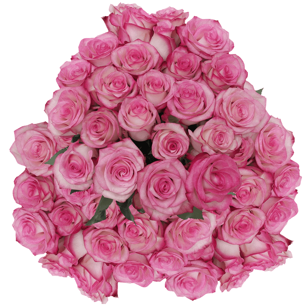 (QB) Rose Med Bicolor Paloma For Delivery to Webster, New_York