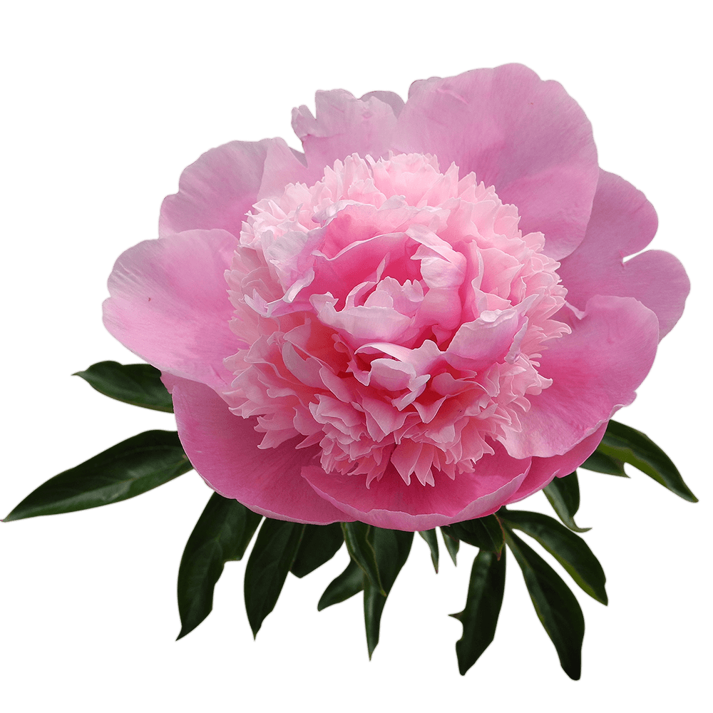 Qty of Pink Mon Jules Peony Flowers For Delivery to Evanston, Illinois