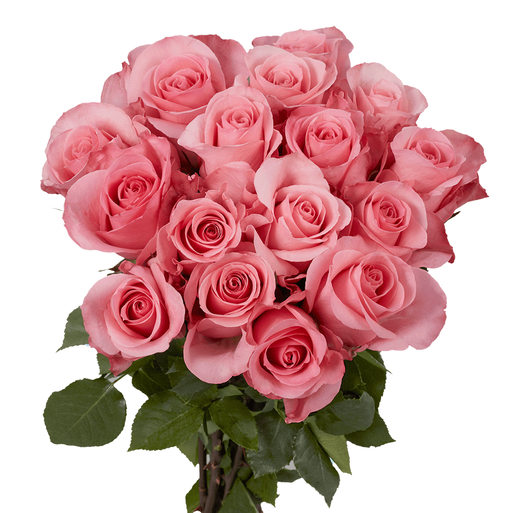 Pink Rose Flowers For Sale High and Bonita Roses