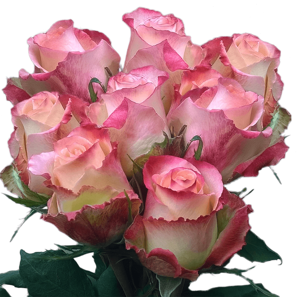 Pink Roses 100 Blooms Pink and White Cream Roses Buy Roses in Bulk