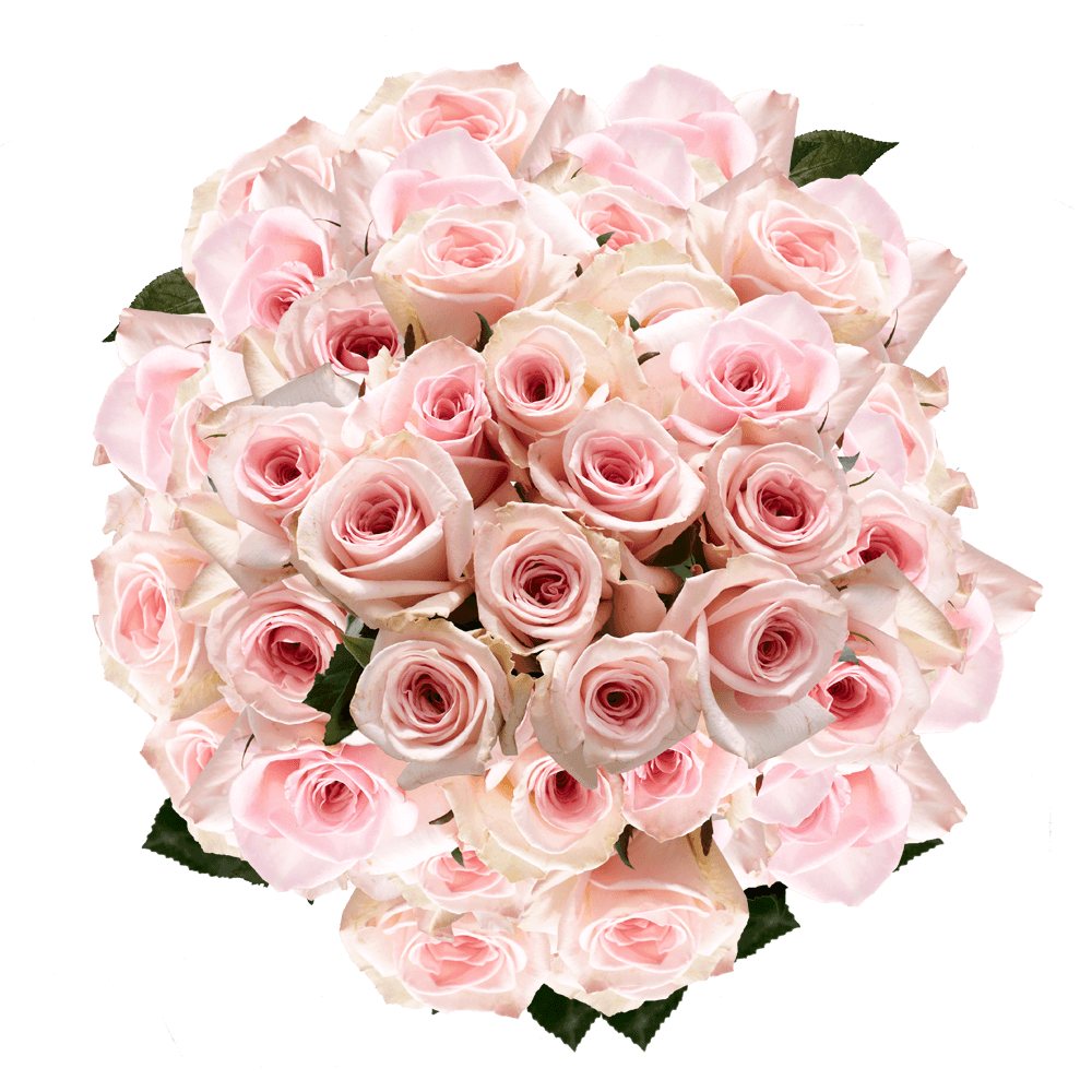 Pink Roses Cheap