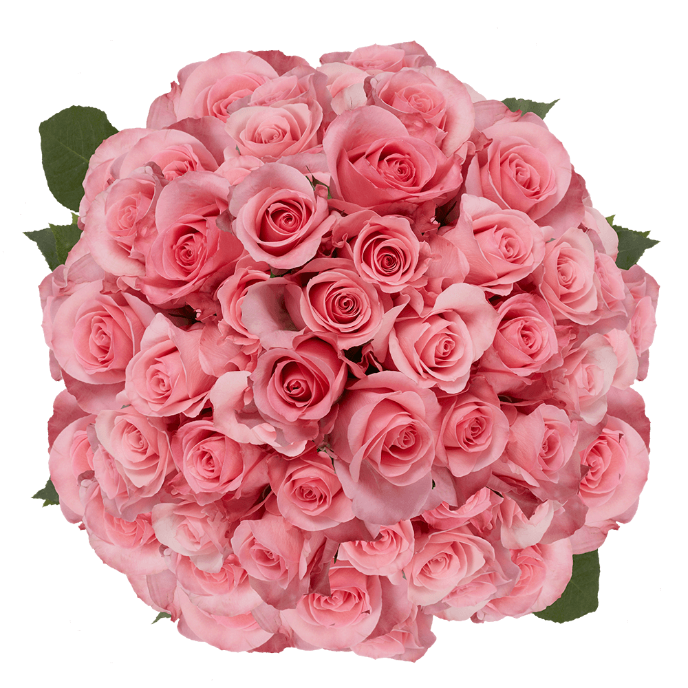 Pink Roses For Sale Cheap