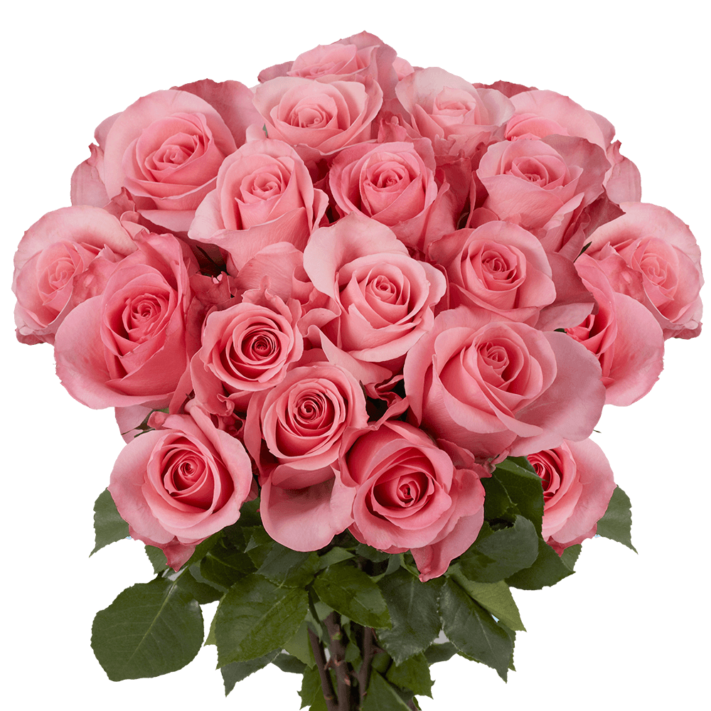 Pink Roses Long Stems Roses Online Sale