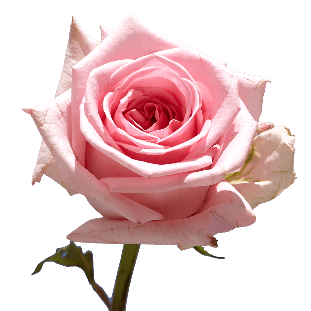 Choose Your Quantity of Solid Pink Color Roses For Delivery to Gadsden, Alabama