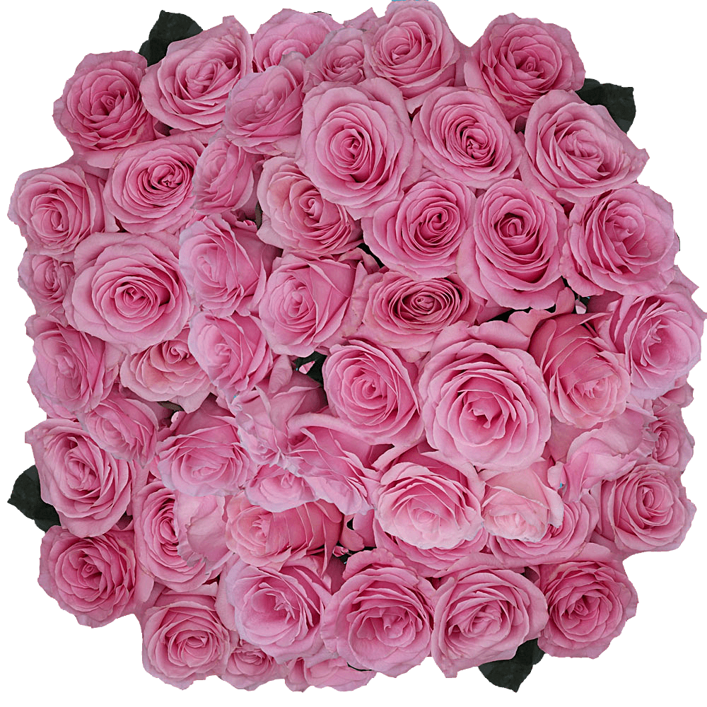 Pink Saga Roses For Sale