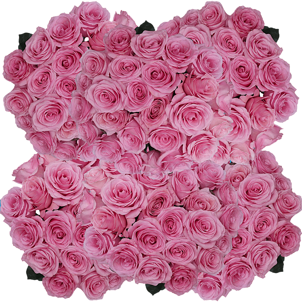 Pink Saga Roses Fresh Flowers Online