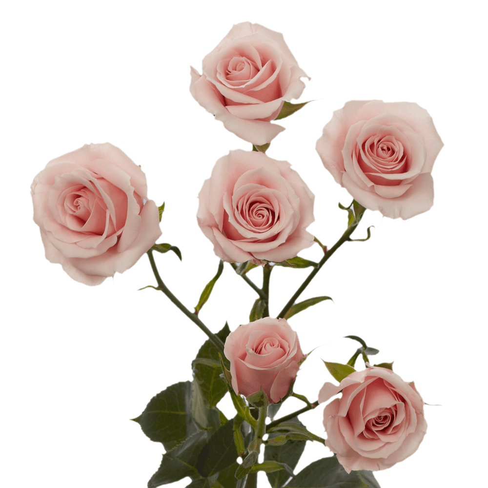 ORGANIC DRIED-Preserved Blush Pink Mini Spray Roses (20 STEMS) Rose Bundle  Bouquet of Dried Small Mini Roses + Free Same Day Shipping