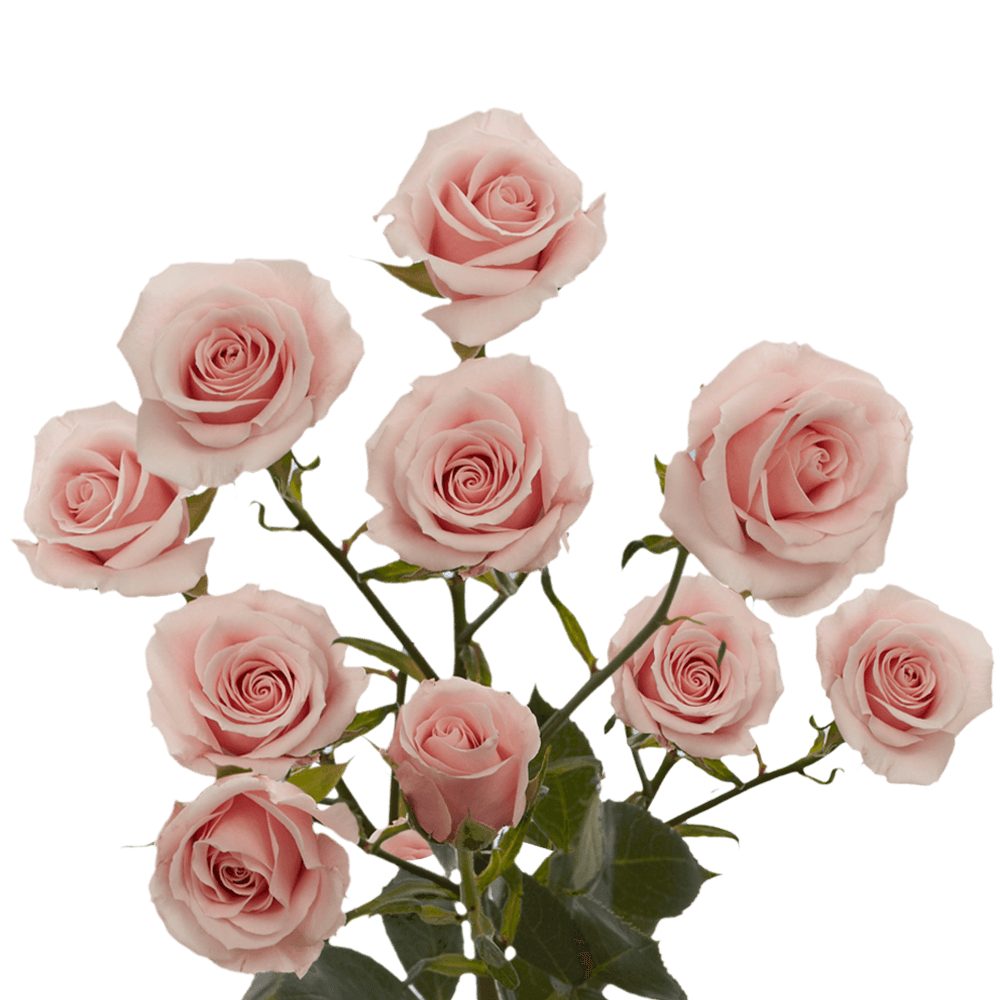 ORGANIC DRIED-Preserved Blush Pink Mini Spray Roses (20 STEMS) Rose Bundle  Bouquet of Dried Small Mini Roses + Free Same Day Shipping