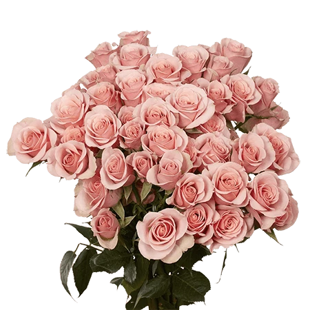 SRS-PINK
