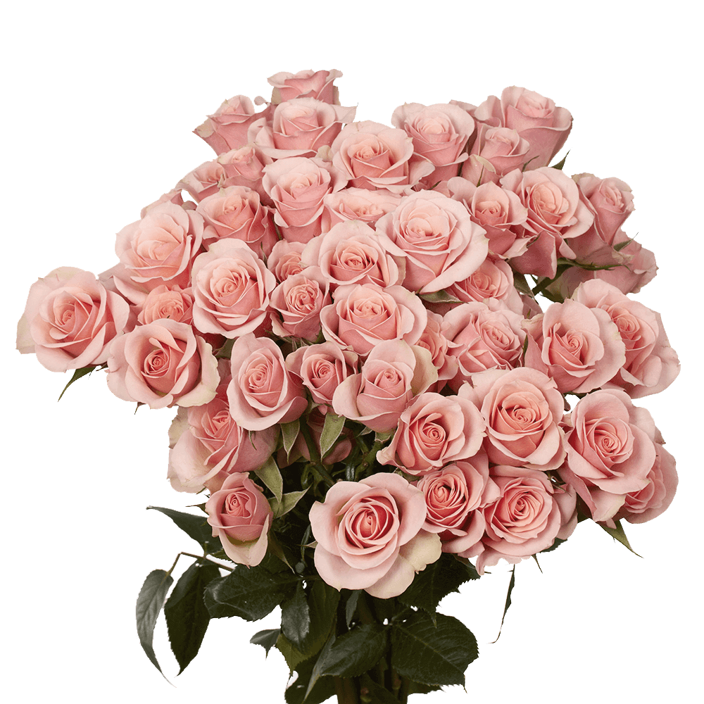 Qty of Pink Spray Roses For Delivery to West_Lafayette, Indiana