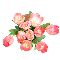 (OC) Tulip Flowers Pink 30 stems For Delivery to Burlington, Vermont