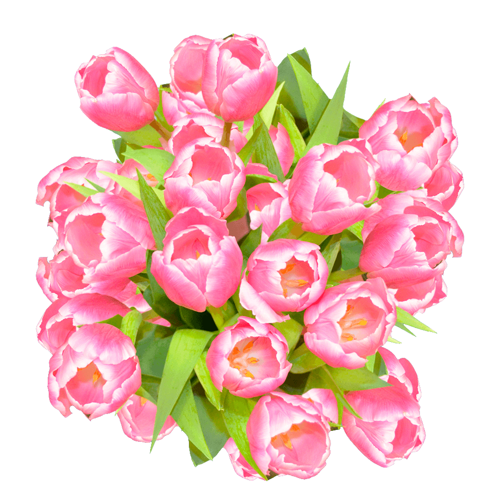 Qty of Pink and White Tulips For Delivery to Frederick, Maryland