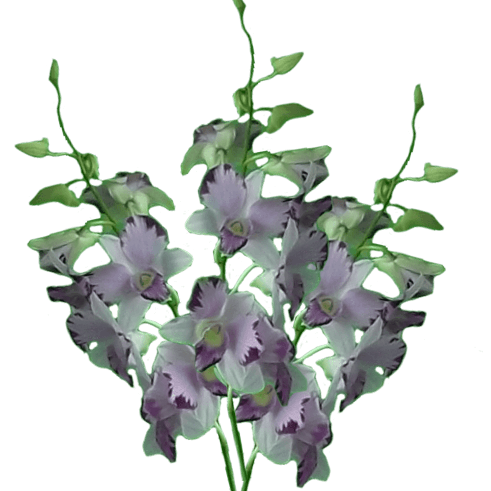 Qty of King Dragon Dendrobium Orchids For Delivery to Rochester, New_Hampshire