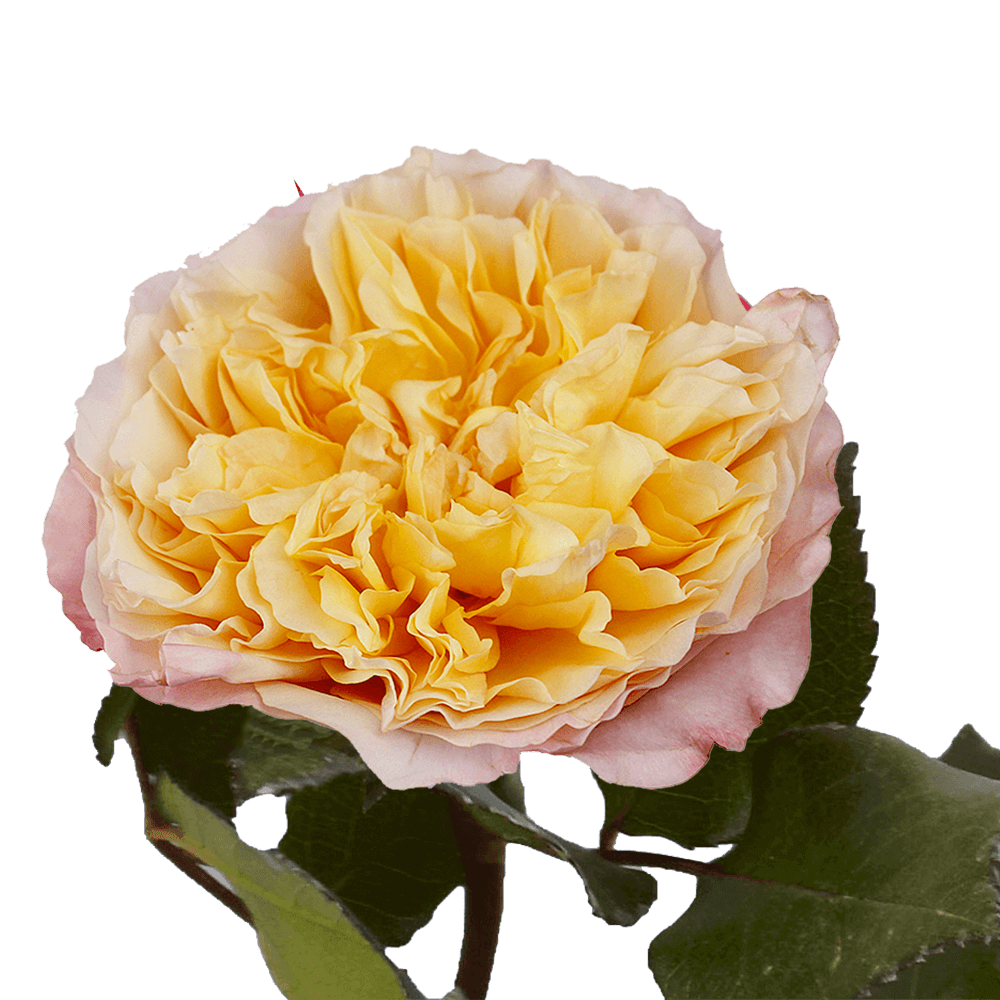 Pink Yellow Garden Roses Online Flowers