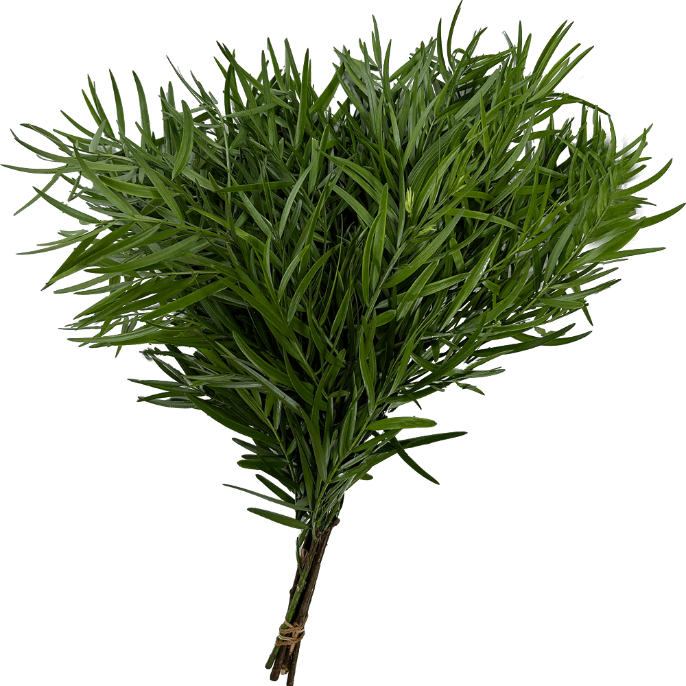 Podocarpus 40 Stems