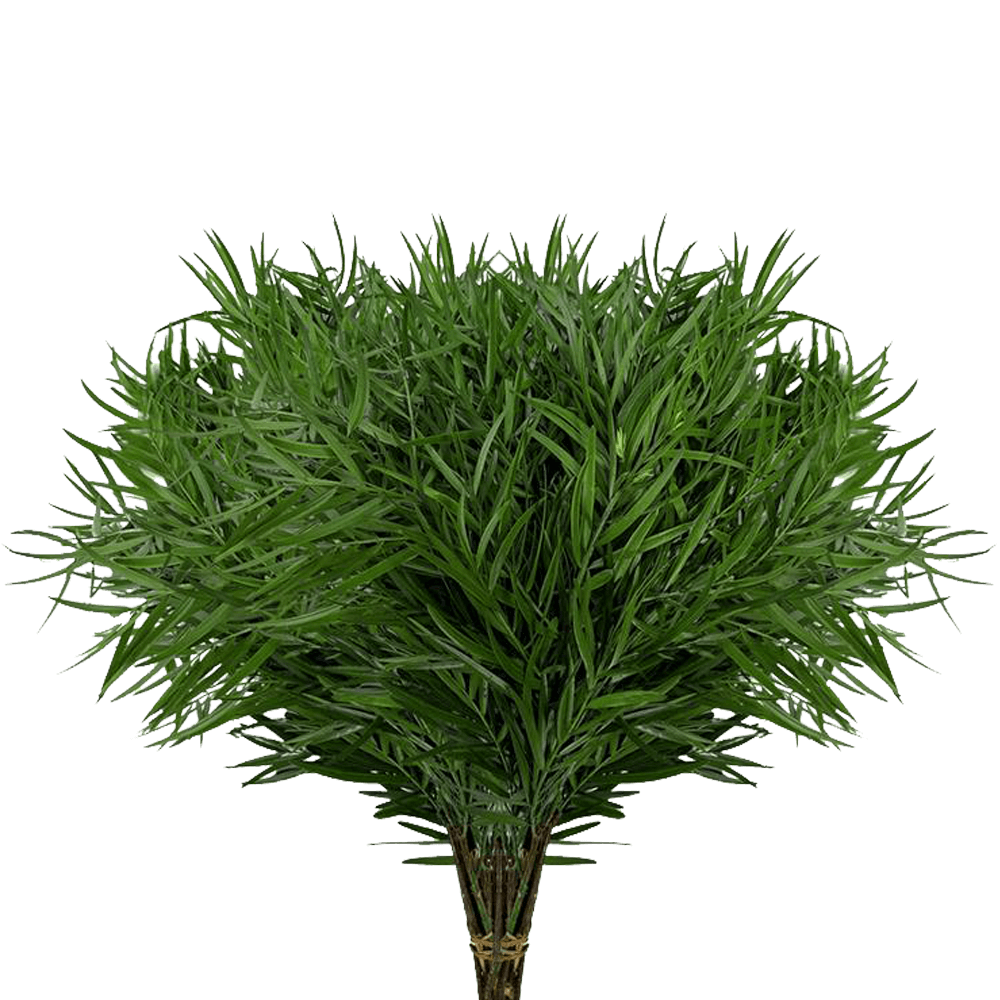 Podocarpus 70 Stems