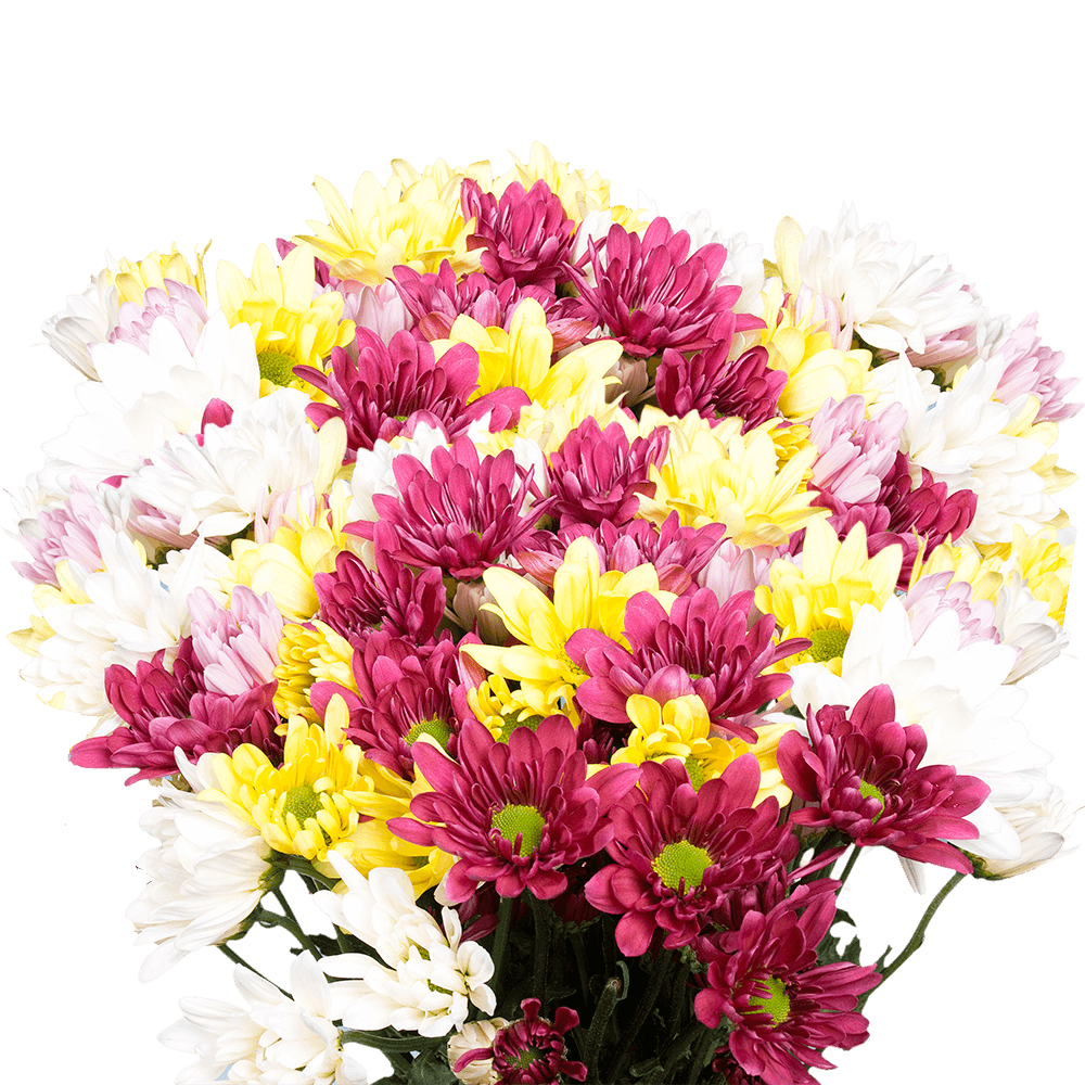 Premium Assorted Chrysanthemums Daisies Flowers