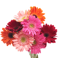 (HB) Gerbera Assorted 24 Bunches For Delivery to Green_Valley, Arizona